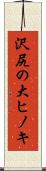 沢尻の大ヒノキ Scroll