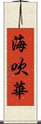 海吹華 Scroll