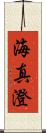 海真澄 Scroll
