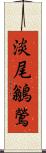 淡尾鶲鶯 Scroll