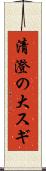 清澄の大スギ Scroll
