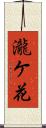 瀧ケ花 Scroll