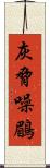 灰脅噪鶥 Scroll