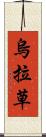烏拉草 Scroll
