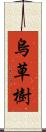 烏草樹 Scroll