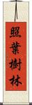 照葉樹林 Scroll