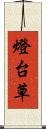 燈台草 Scroll