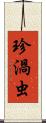 珍渦虫 Scroll