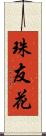 珠友花 Scroll