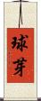 球芽 Scroll