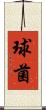 球菌 Scroll
