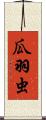 瓜羽虫 Scroll