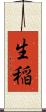 生稲 Scroll