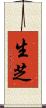 生芝 Scroll