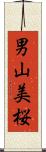 男山美桜 Scroll