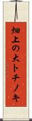 畑上の大トチノキ Scroll