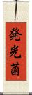 発光菌 Scroll