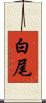 白尾 Scroll