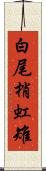 白尾梢虹雉 Scroll