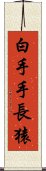 白手手長猿 Scroll
