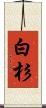 白杉 Scroll
