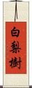 白梨樹 Scroll