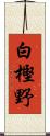 白樫野 Scroll