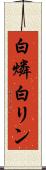 白燐 Scroll