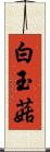 白玉菇 Scroll