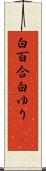白百合 Scroll
