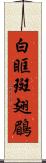 白眶斑翅鶥 Scroll