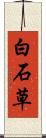 白石草 Scroll