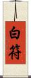 白符 Scroll
