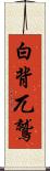 白背兀鷲 Scroll