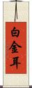 白金耳 Scroll
