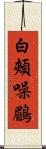 白頰噪鶥 Scroll