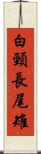 白頸長尾雉 Scroll