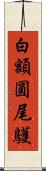 白額圓尾鸌 Scroll