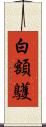 白額鸌 Scroll