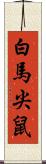 白馬尖鼠 Scroll