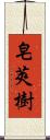 皂莢樹 Scroll