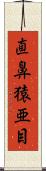 直鼻猿亜目 Scroll