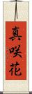 真咲花 Scroll