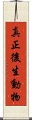 真正後生動物 Scroll