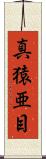 真猿亜目 Scroll