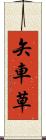 矢車草 Scroll