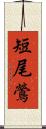 短尾鶯 Scroll
