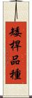 矮桿品種 Scroll