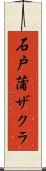 石戸蒲ザクラ Scroll
