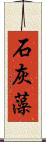 石灰藻 Scroll